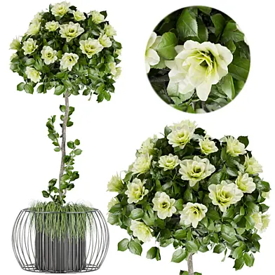 Collection plant vol 37