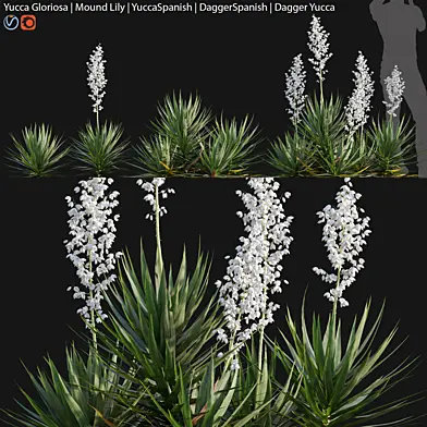 Yucca gloriosa - Mound Lily