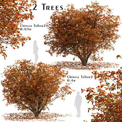 Set of Chinese tallow Trees (Triadica sebifera) (2 Trees)