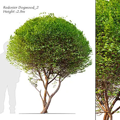 Redosier dogwood 2