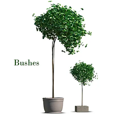 bushes