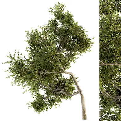 Tree Green Maple - Set 33