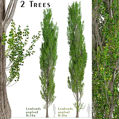 Set of Lombardy poplar Trees (Populus nigra Italica) (2 Trees)