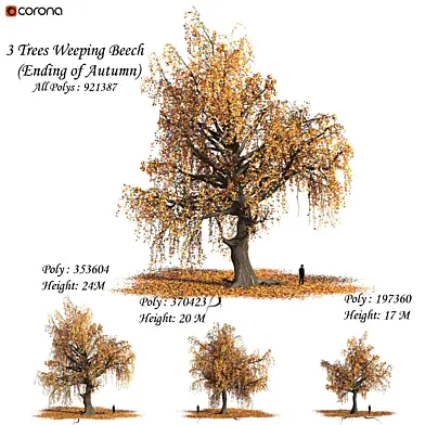 Set of Weeping Beech Tree - Ending of Autumn (Fall) season