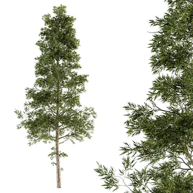 Tree Pine - Set 37