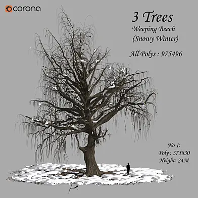 Set of Weeping Beech Tree - Snowy Winter