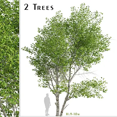 Set of Paper Birch Trees (Betula papyrifera) (2 Trees)
