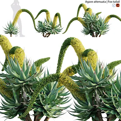 Agave attenuata - Fox tailail - 02
