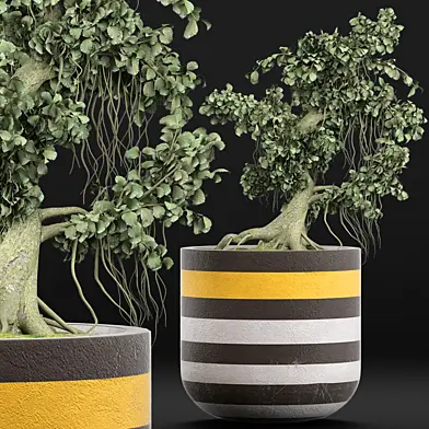 Plants Collection 122 Bonsai