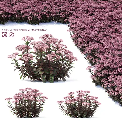 Седум очиток цветы | Sedum telephium matrona