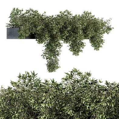 Outdoor ivy Plants in Concrete Pot - Set 138