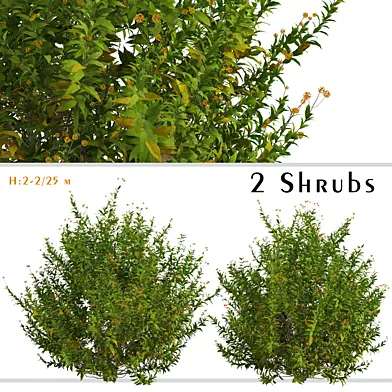 Set of Buddleja Globosa Shrubs (Orange Ball Buddleja) (2 Shrubs)