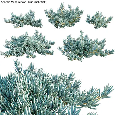 Senecio Mandraliscae - Blue Chalksticks - 01