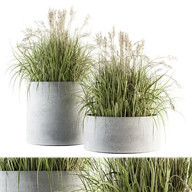 indoor Plant Set 139 - Indian Grass
