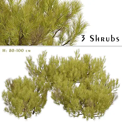 Set of Pinus Mugo Trees (Little Gold Star) (3 Trees)