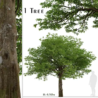 American Hornbeam Tree (Carpinus caroliniana) (1 Tree)