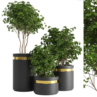 indoor plant 05