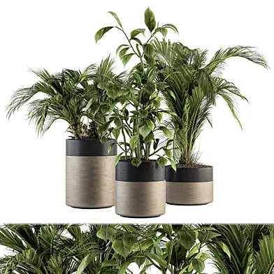 indoor Plant Set 136 - Plant in Pot