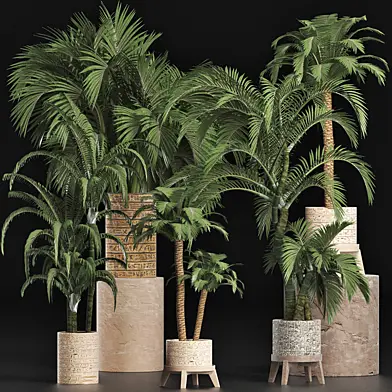 Plants Collection 202 Egyptian Palms