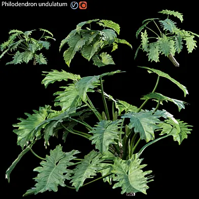 Philodendron undulatum - 02