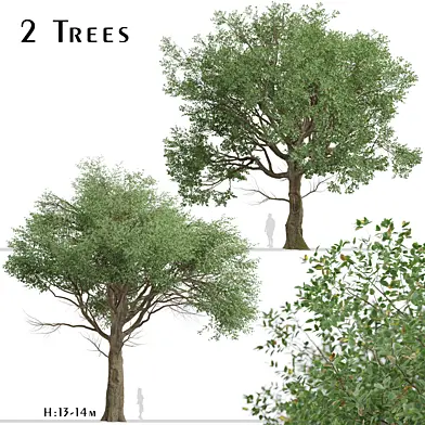 Set of American Elm Trees (Ulmus Americana) (2 Trees)