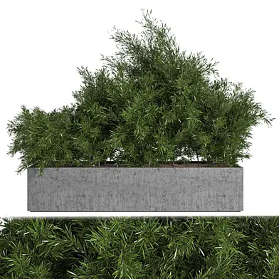 Outdoor Plants Tree in Concrete Box 01