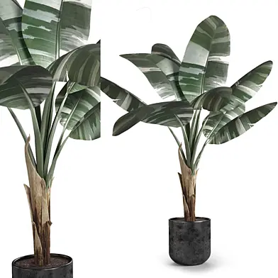 Plant banana tree
