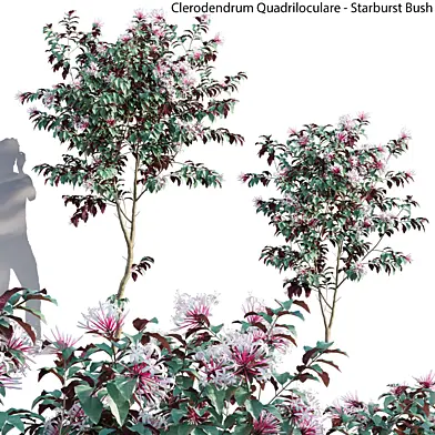 Clerodendrum Quadriloculare - Starburst Bush - 01