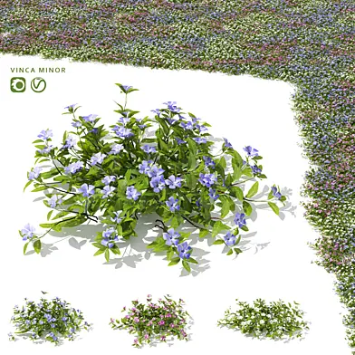 Барвинок малый кусты | Vinca minor