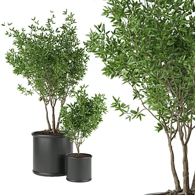 Collection plant vol 93