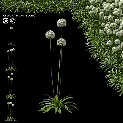Декоративный лук | Allium "Mont Blanc"