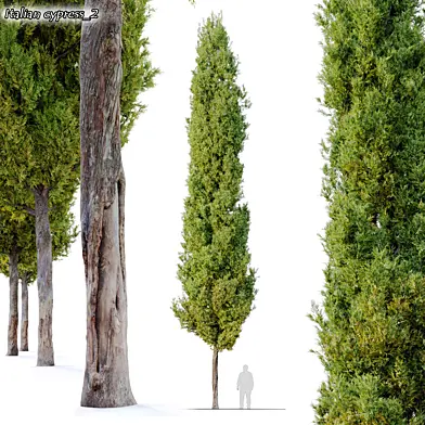 italian cypress 2