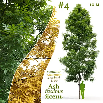 Ясень / Ash / Fraxinus #4