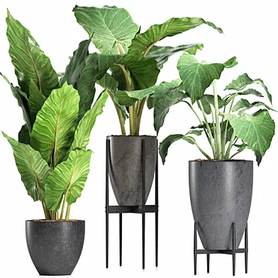 Plants Collection 210 Alocasias