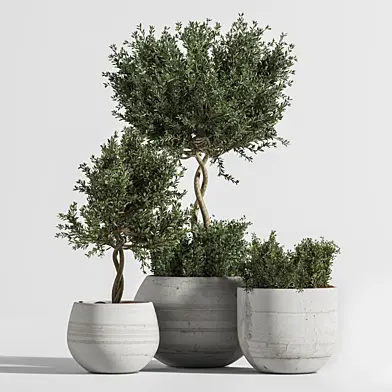 Plant Indoor with Concrete Leaf