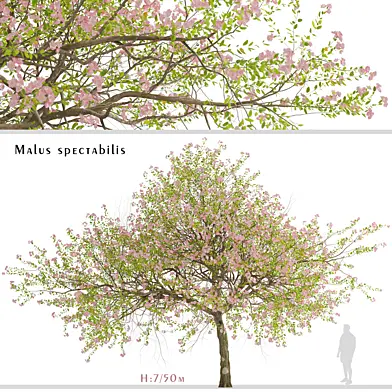 Malus spectabilis Tree (Chinese Flowering Crabapple) (1 Tree)