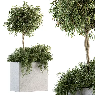 Outdoor Plant Set 172 - Plant Box tree