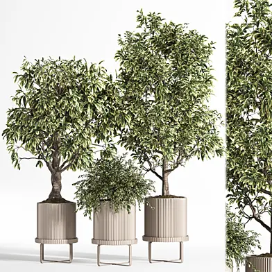Indoor Plant Set 11(Benjamin)
