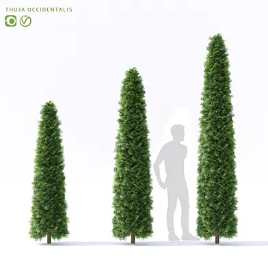 Туя западная | Thuja occidentalis