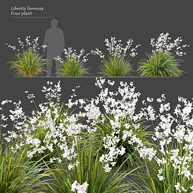 Libertia formosa