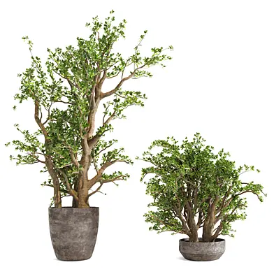 Jade Plants Set 01