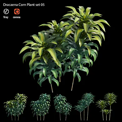 Dracaena Corn Plant set 05
