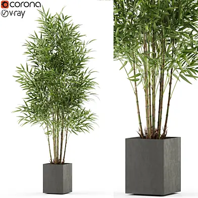 Plants collection 479