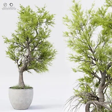 Indoor Plant 08
