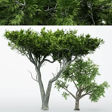 2 Different tree - Broadleaf