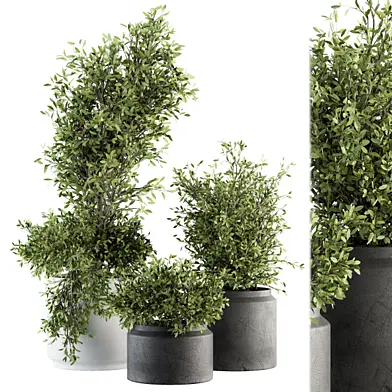 Outdoor Plant Set 205 - Plant and Tree in Pot
