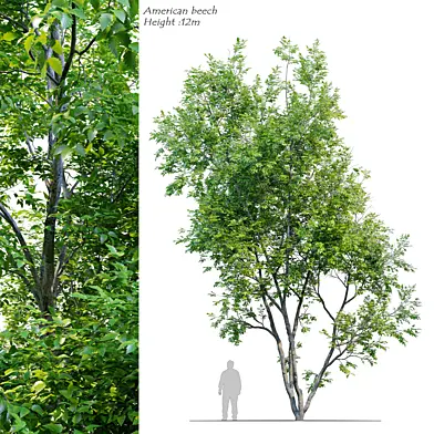 American Beech 3