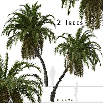Set of Phoenix reclinata Trees (Senegal date palm) (2 Trees)