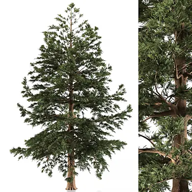 Larix kaempferi