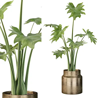 Plants collection 102 - philodendron xanadu